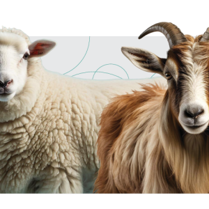 کیت تشخیص سریع آبستنی گوسفند و بز Sheep & Goat Pregnancy Rapid Test Kit